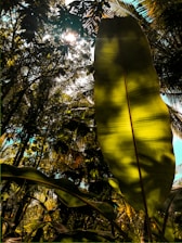 A shadowy jungle scene with golden light filtering through dense leaves, hinting at secret paths and shimmering treasures.