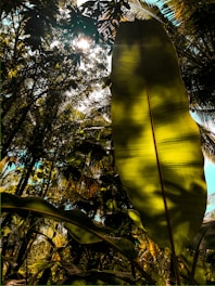 A shadowy jungle scene with golden light filtering through dense leaves, hinting at secrets within.