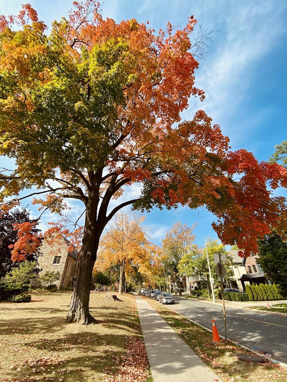 brown and green trees under blue sky during daytime