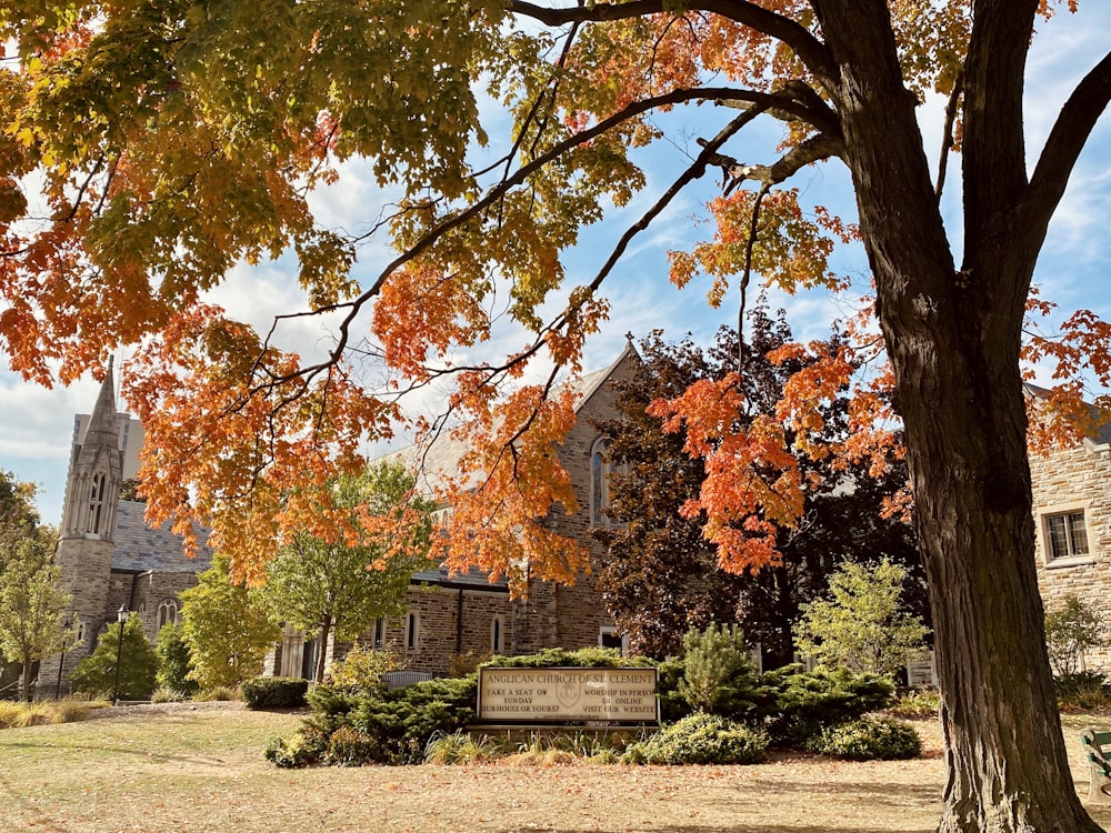 red and brown trees on green grass field during daytime