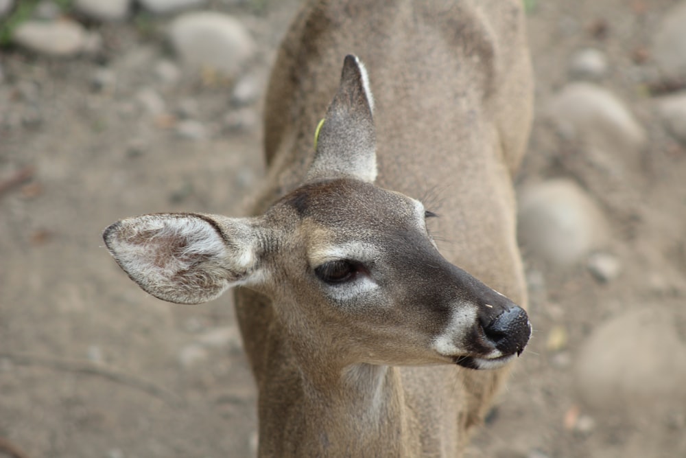 cerf brun en gros plan pendant la journée