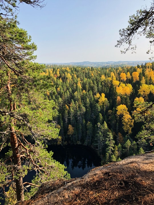 green trees on brown mountain under blue sky during daytime in Rautalampi Finland