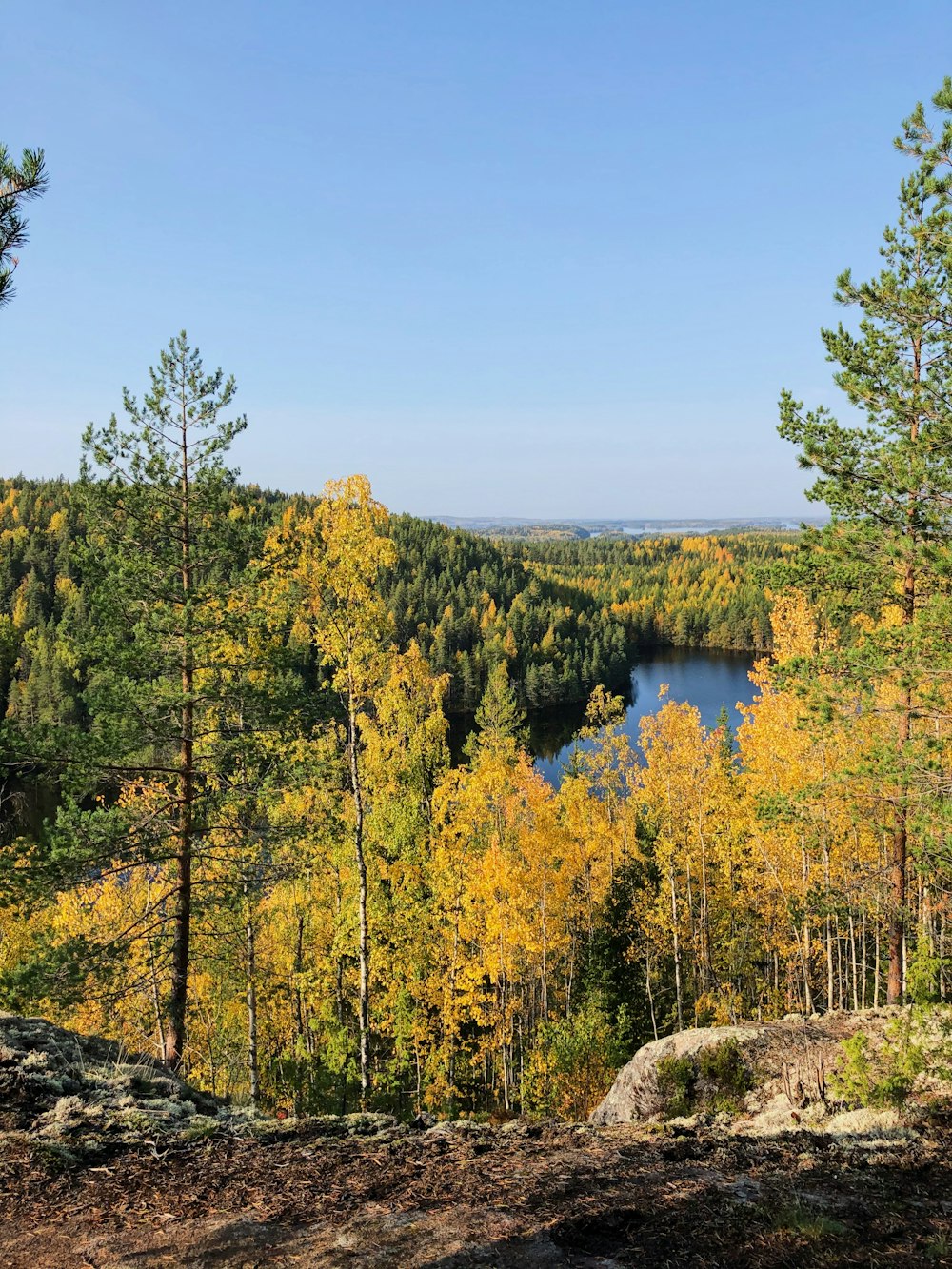 green trees near body of water during daytime