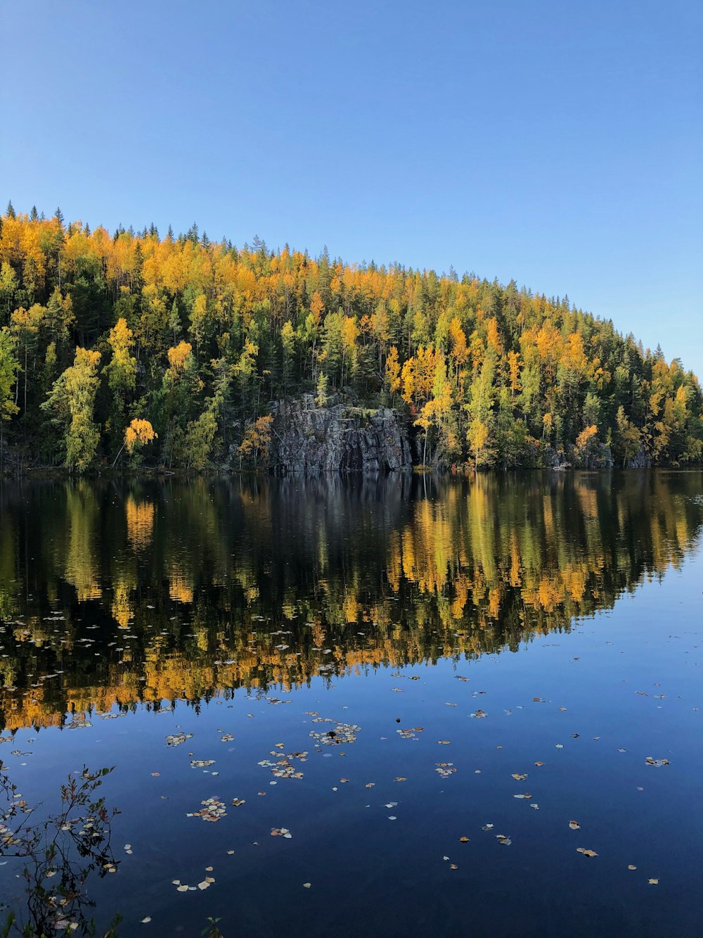 green trees beside body of water during daytime