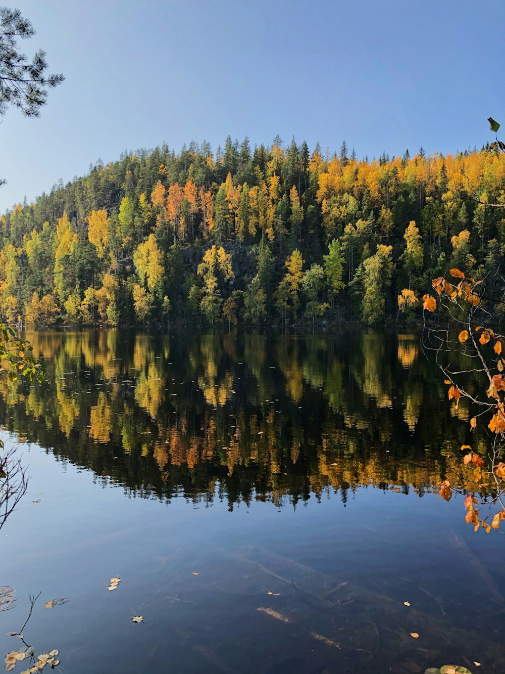 green trees beside body of water during daytime