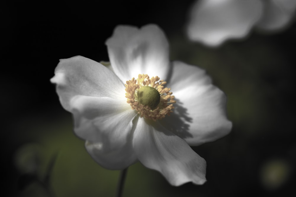 white flower in tilt shift lens