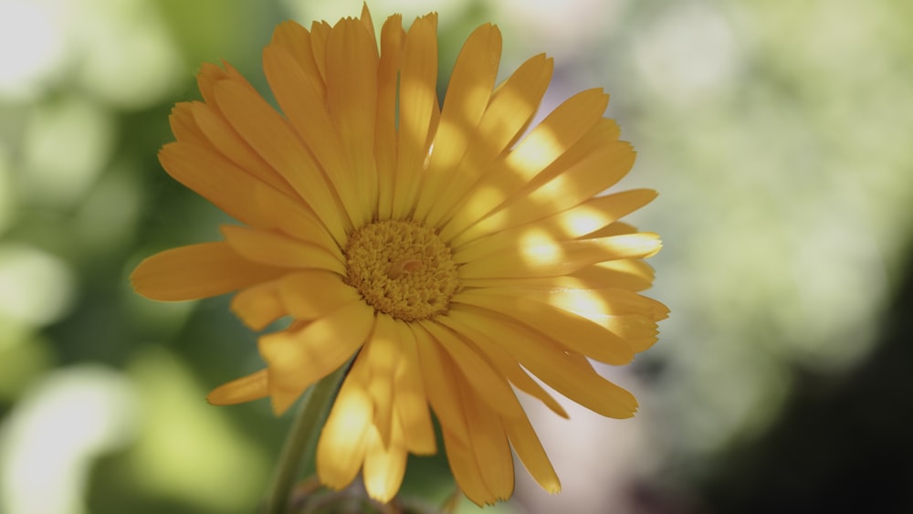 a close up of a yellow flower with a blurry background