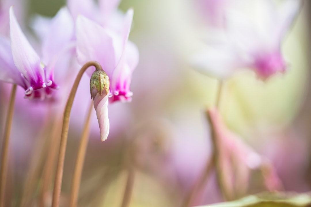 pink and white flower bud in macro photography