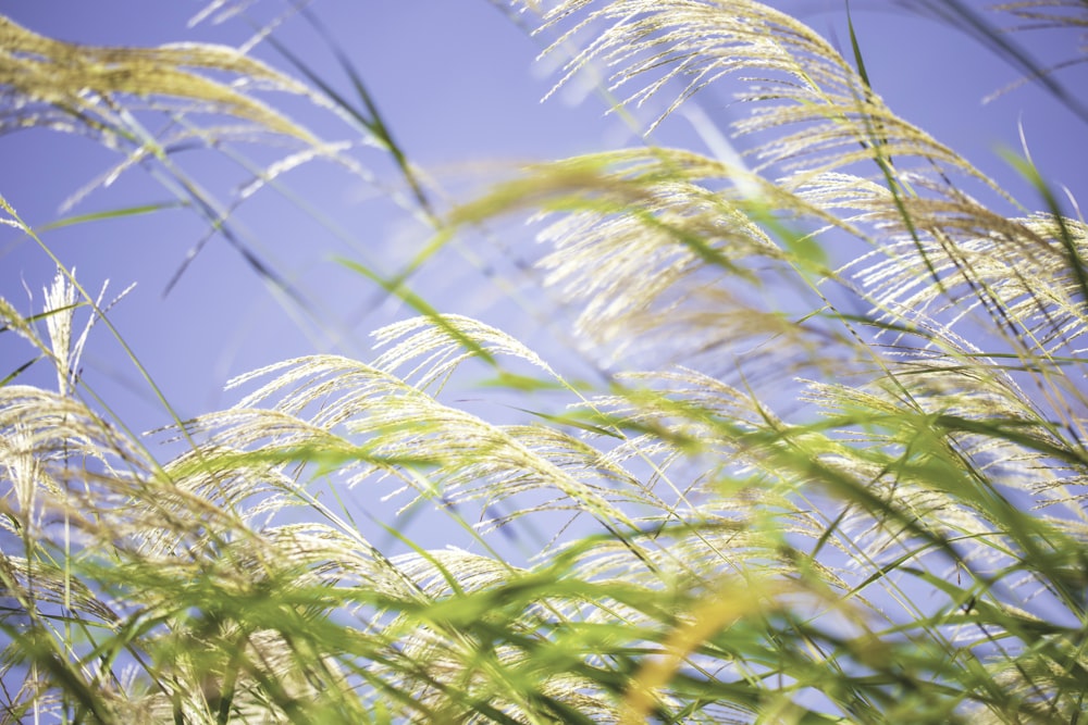 cocotier vert et brun sous ciel bleu pendant la journée