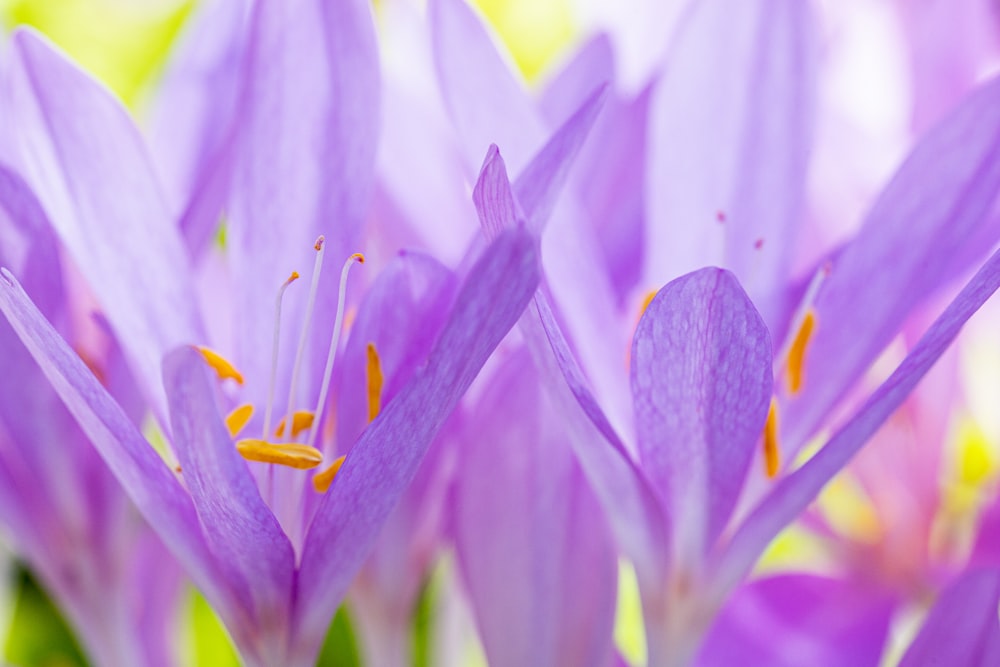 昼間に咲く紫色のクロッカスの花