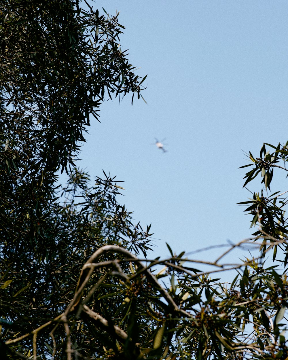birds flying over green tree during daytime