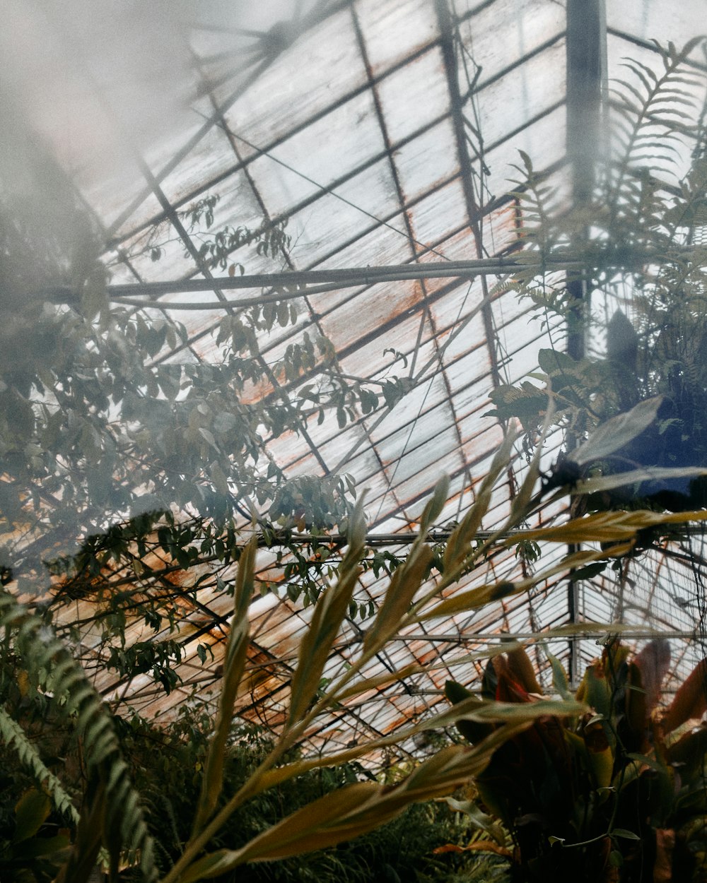 green plants inside greenhouse during daytime