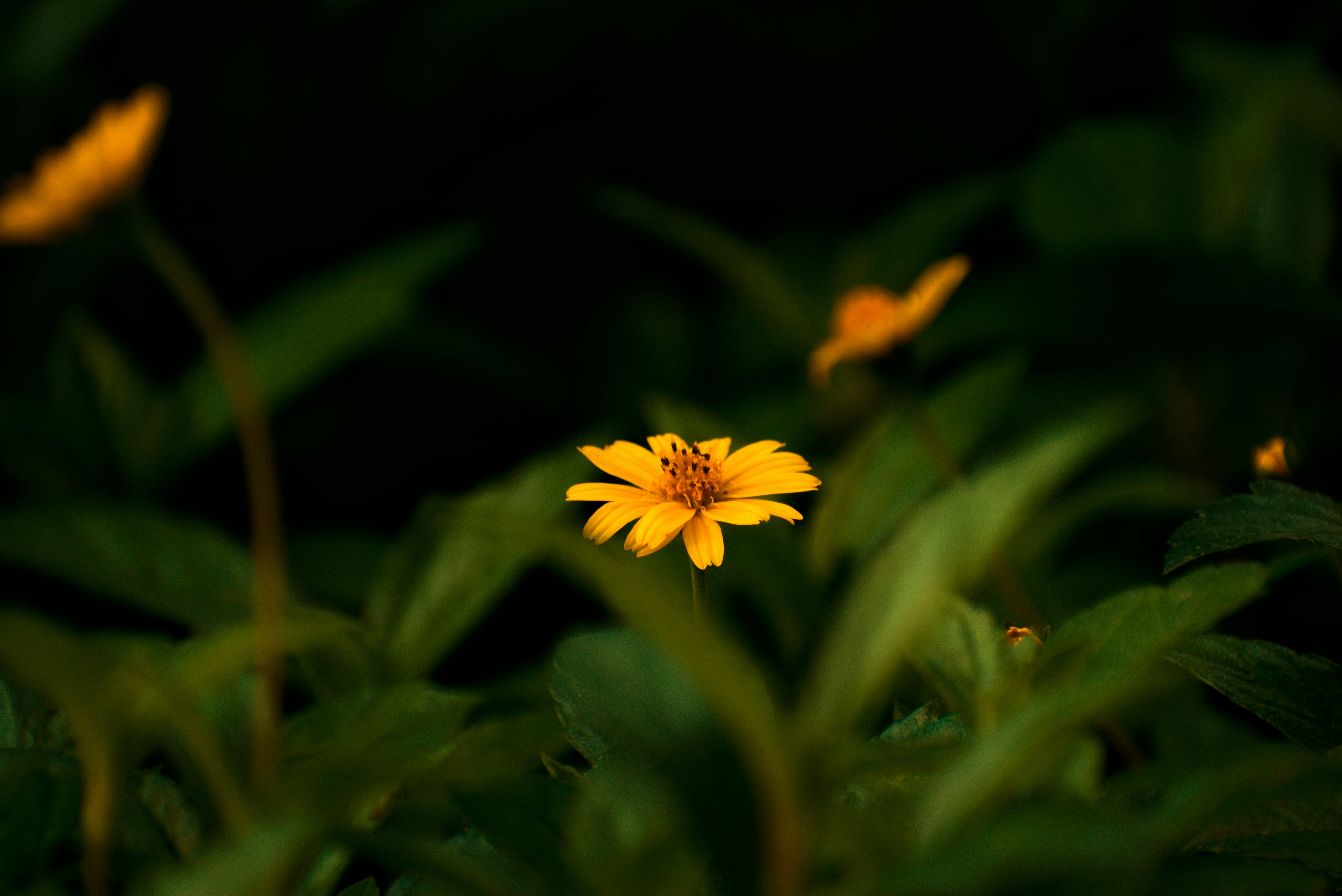 Photo by nikhilsingh291