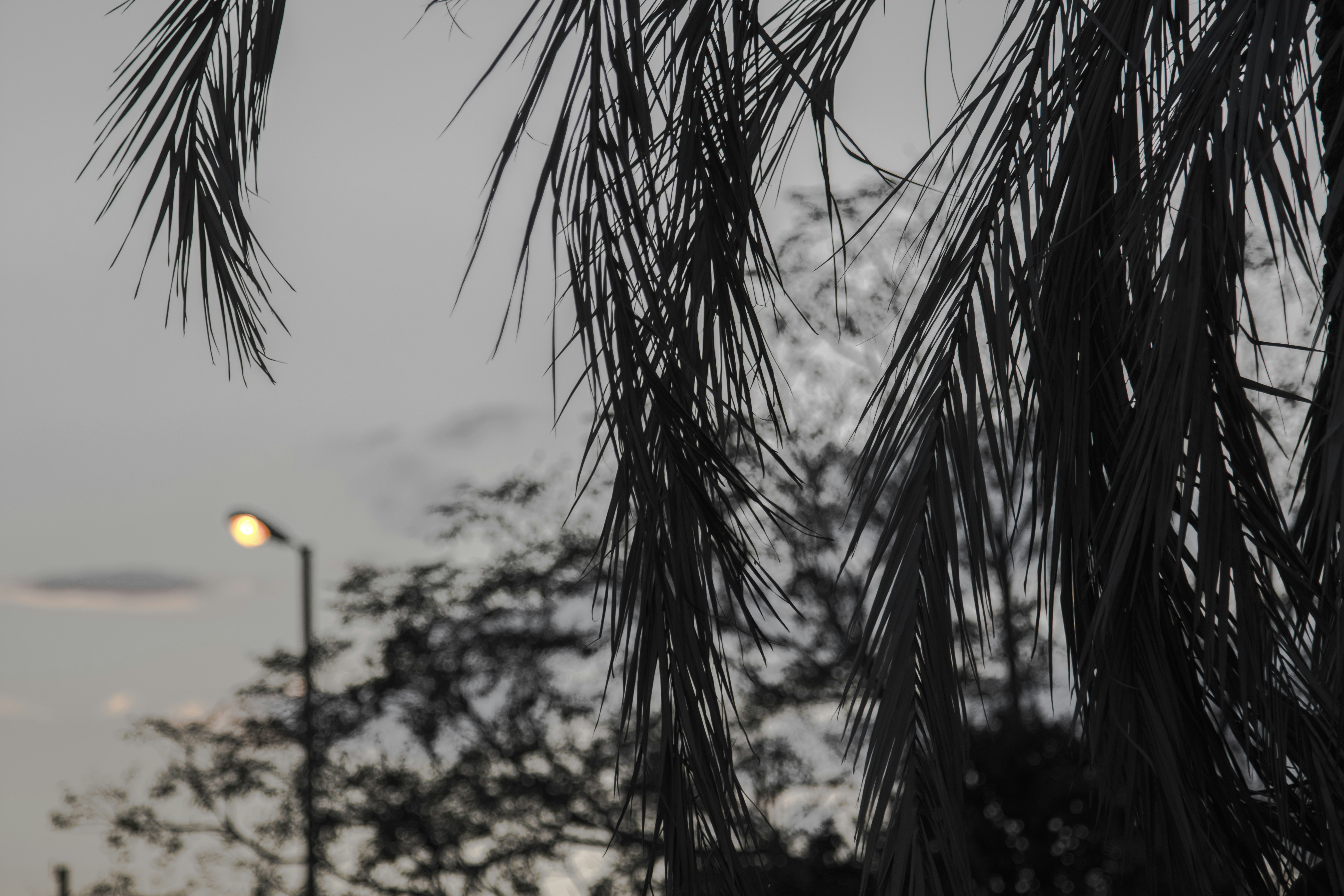 green palm tree during daytime