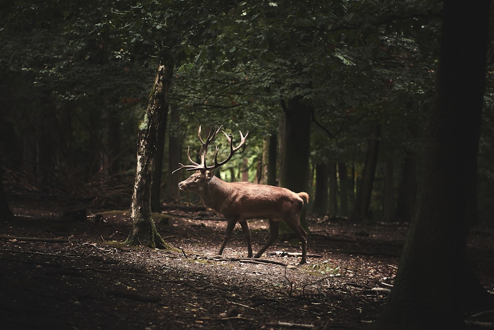 brown deer on forest during daytime