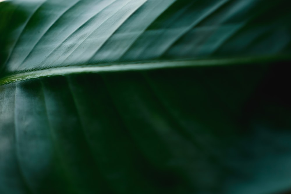 green leaf in close up photography