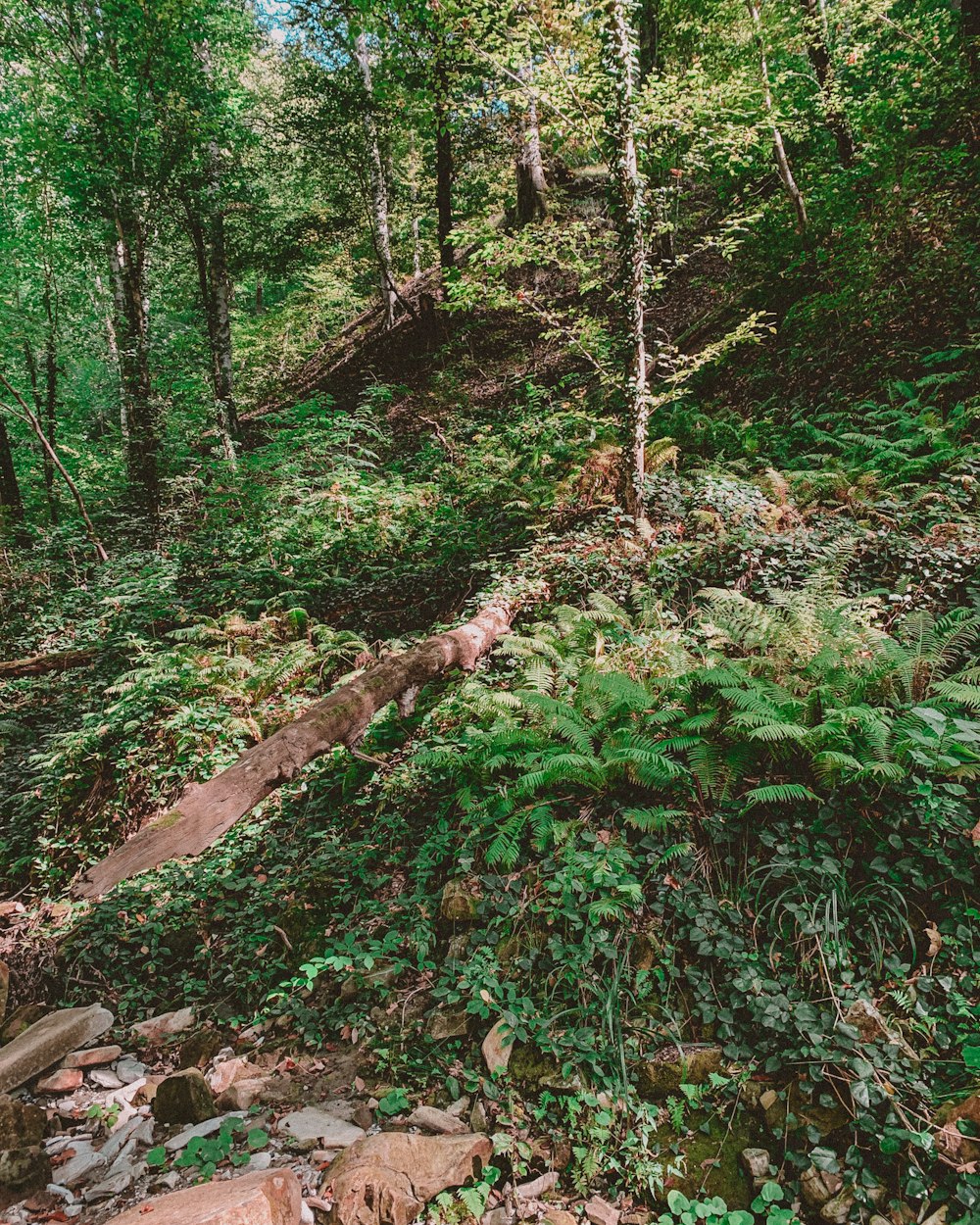 green plants and trees during daytime