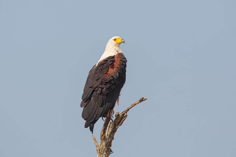 black and white eagle on brown tree branch