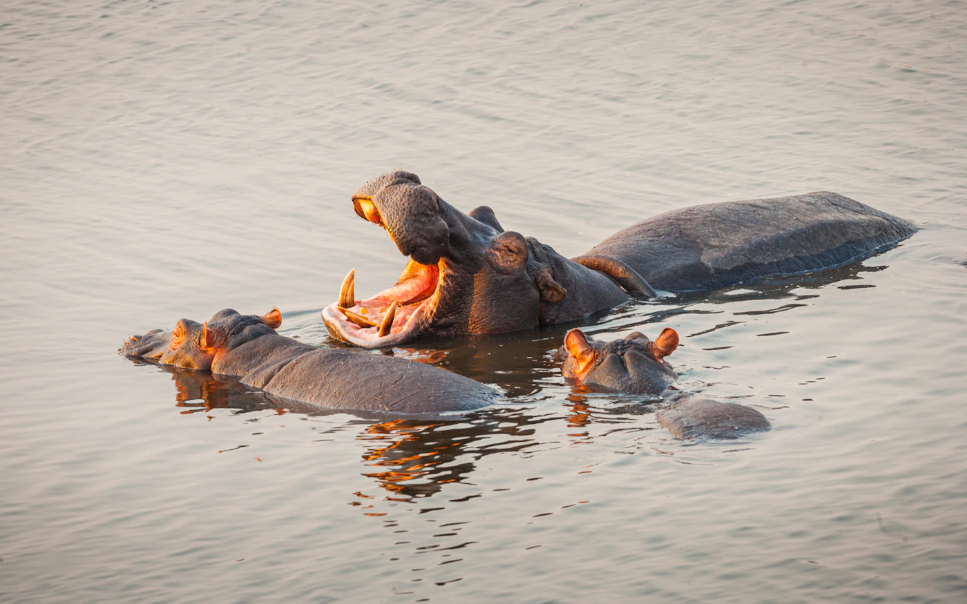 A hippo surfacing in the river