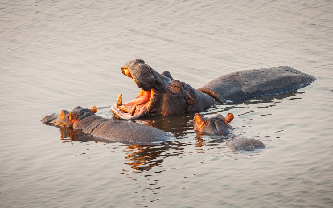  brown and black crocodile on water during daytime hippopotamus