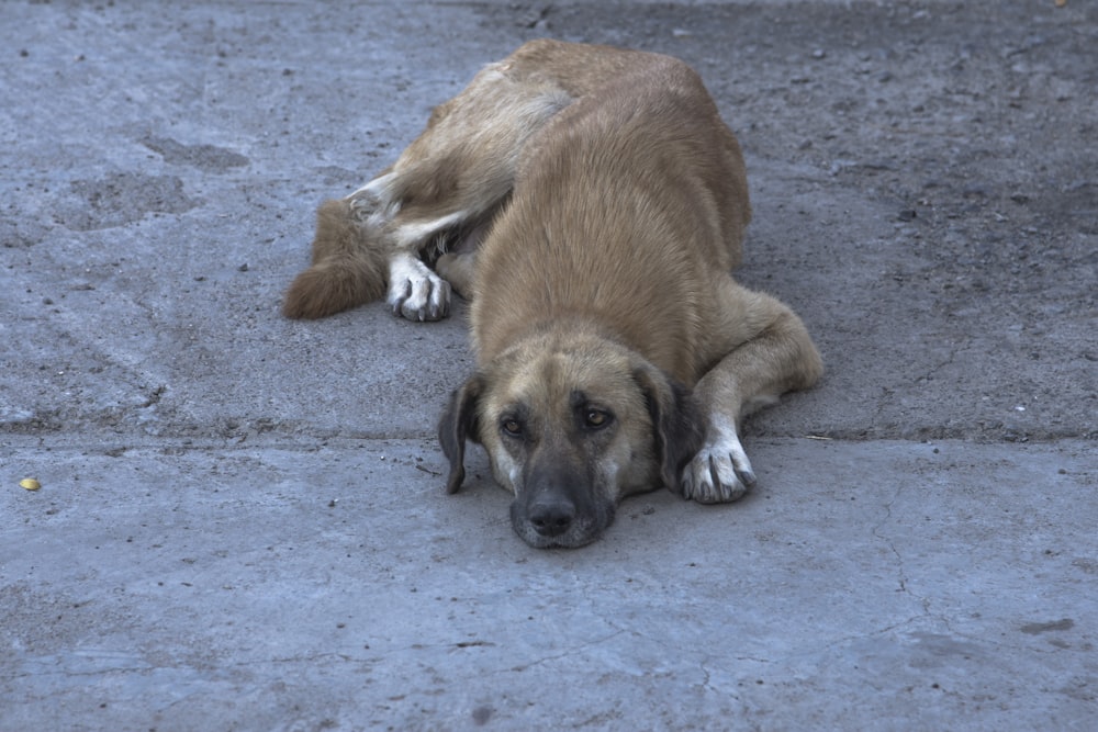 brown short coated dog lying on gray concrete floor