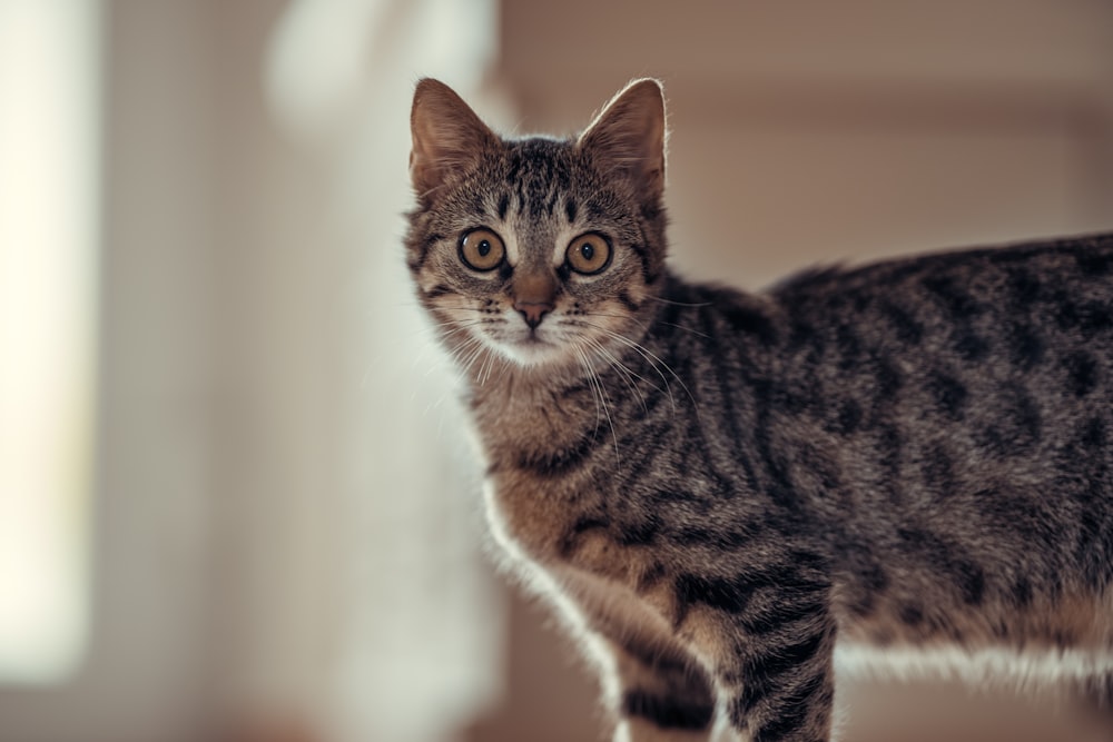 Gato atigrado marrón en lente de cambio de inclinación