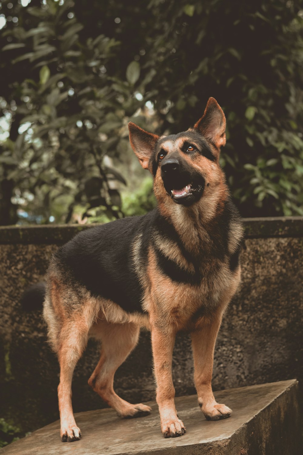 black and tan german shepherd