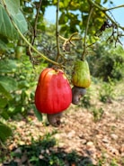 Farmers handpicking fresh cashew nuts under bright Nigerian sunlight