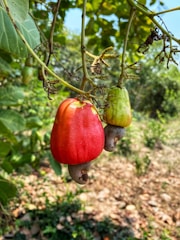 Brightly colored cashew fruits are hanging from a tree against a backdrop of lush green leaves. One of the cashews is a vibrant red while the other is a softer yellowish-green. The ground below is covered with dry leaves and patches of green foliage, and the sky is a clear blue.