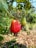 Brightly colored cashew fruits are hanging from a tree against a backdrop of lush green leaves. One of the cashews is a vibrant red while the other is a softer yellowish-green. The ground below is covered with dry leaves and patches of green foliage, and the sky is a clear blue.