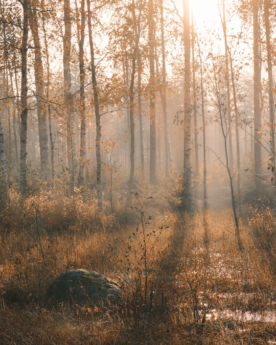 brown trees on brown grass field during daytime in Seinäjoki Finland