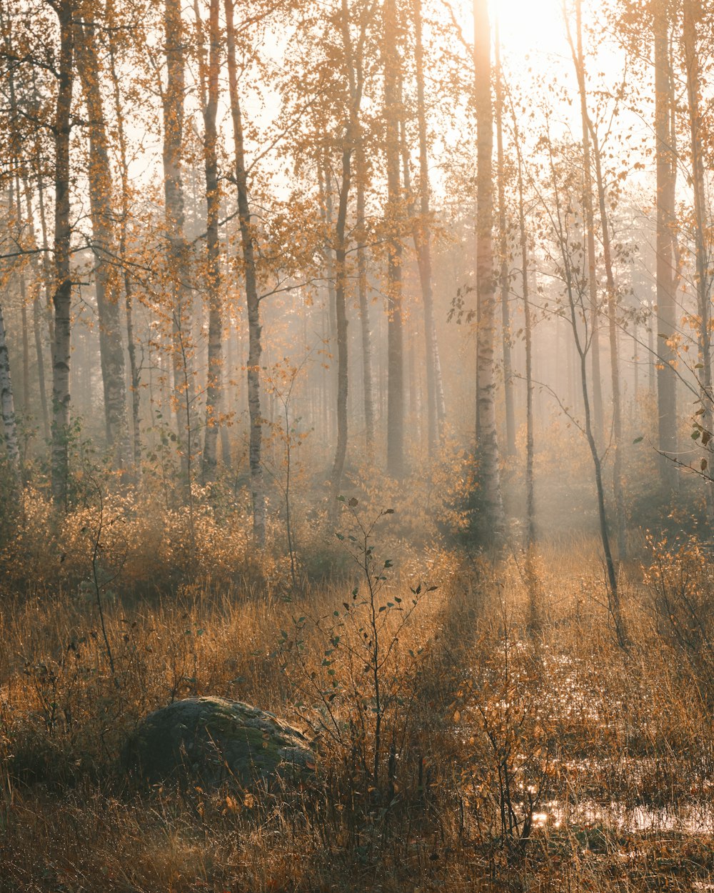 brown trees on brown grass field during daytime