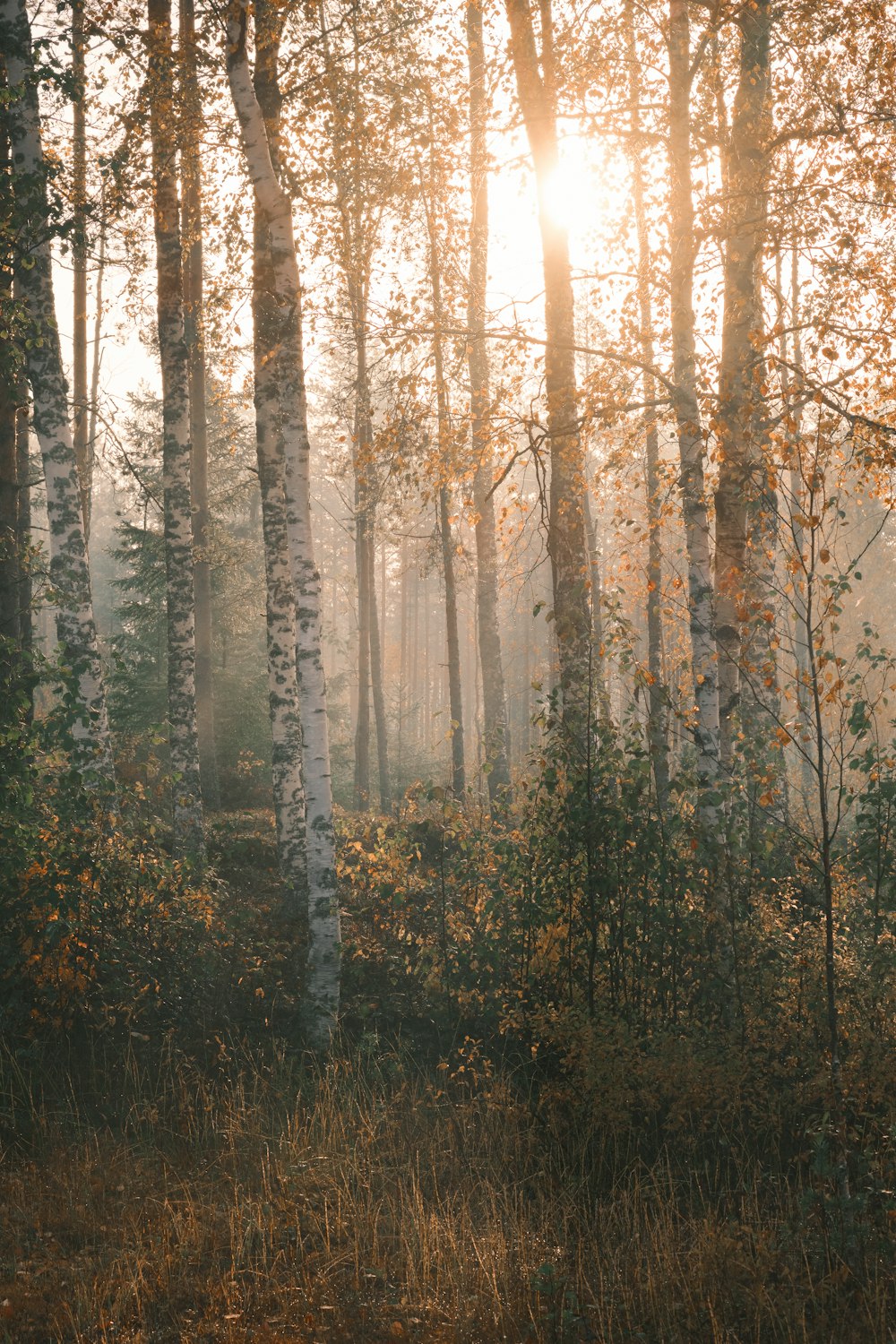 brown trees on forest during daytime