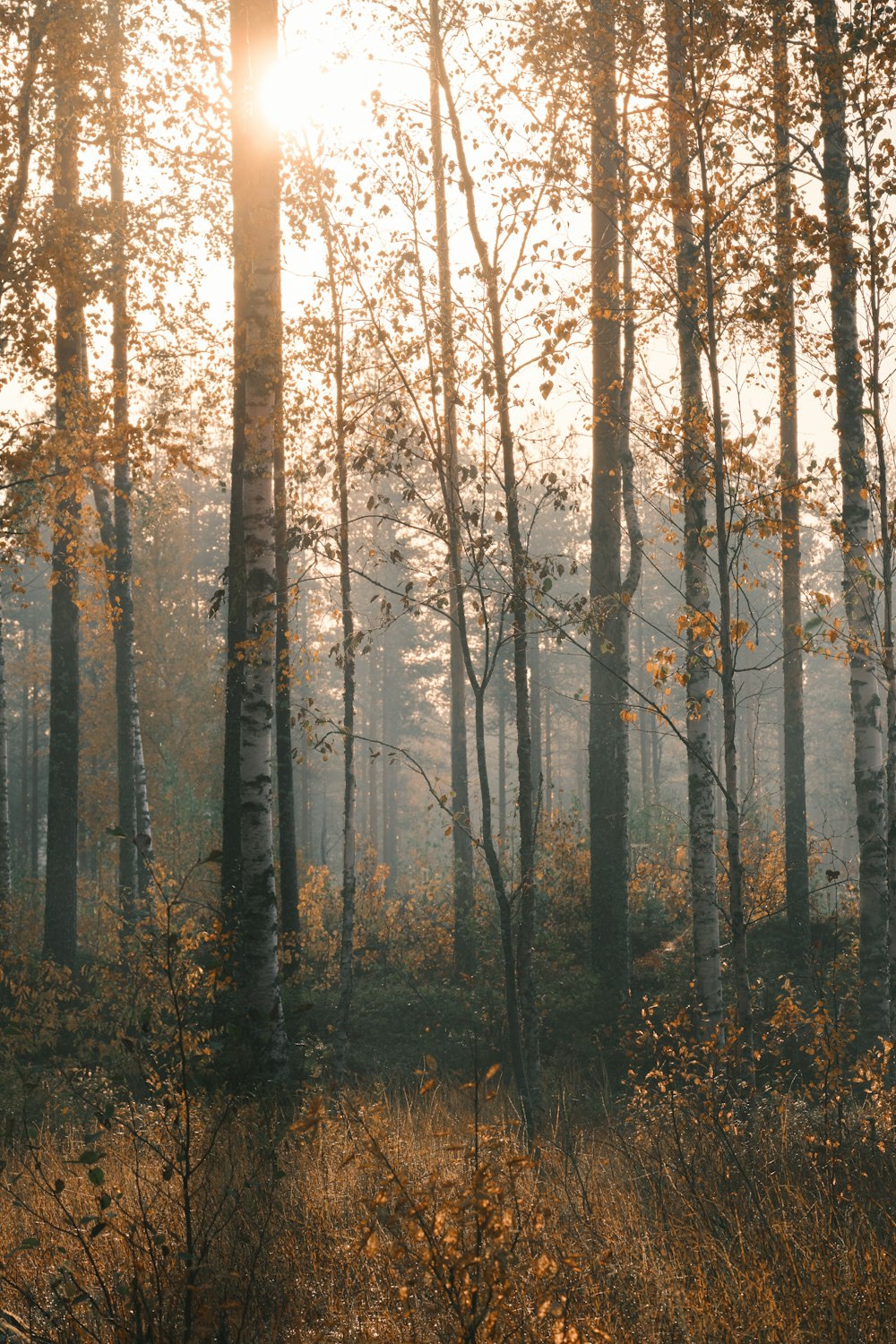 brown trees with yellow leaves during daytime