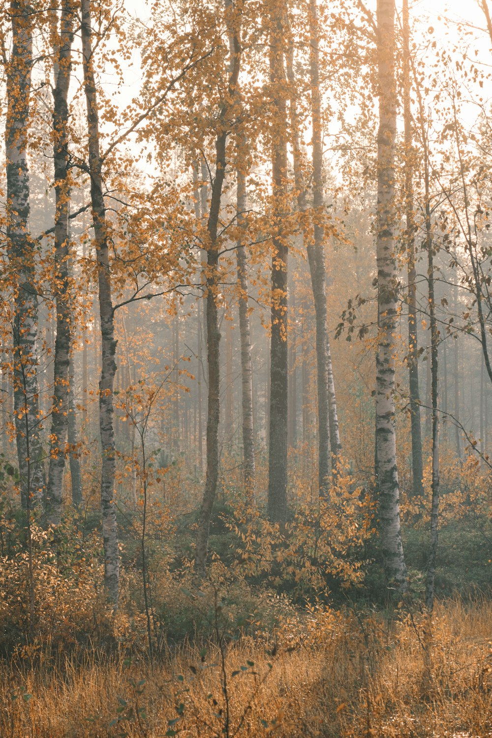 brown trees on forest during daytime