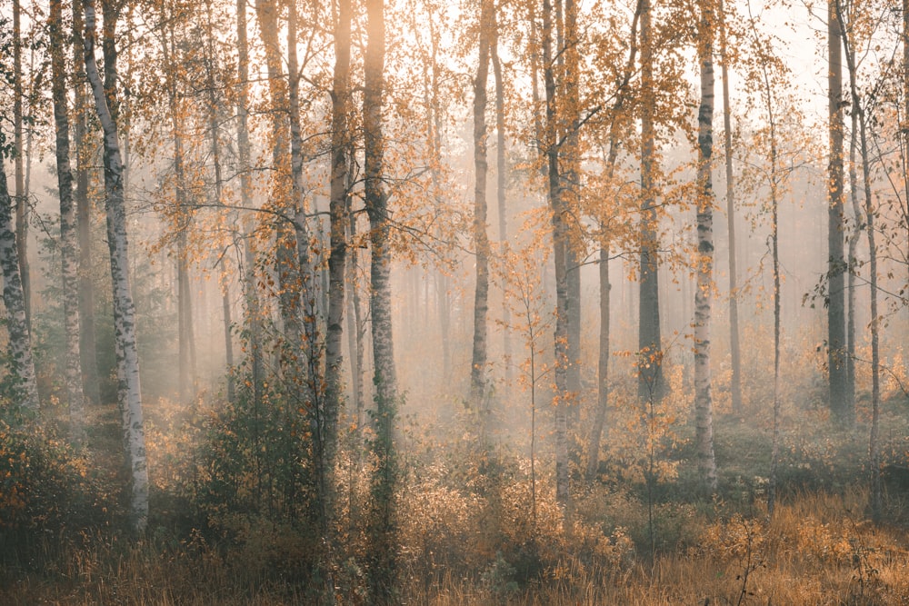 brown trees on brown field during daytime