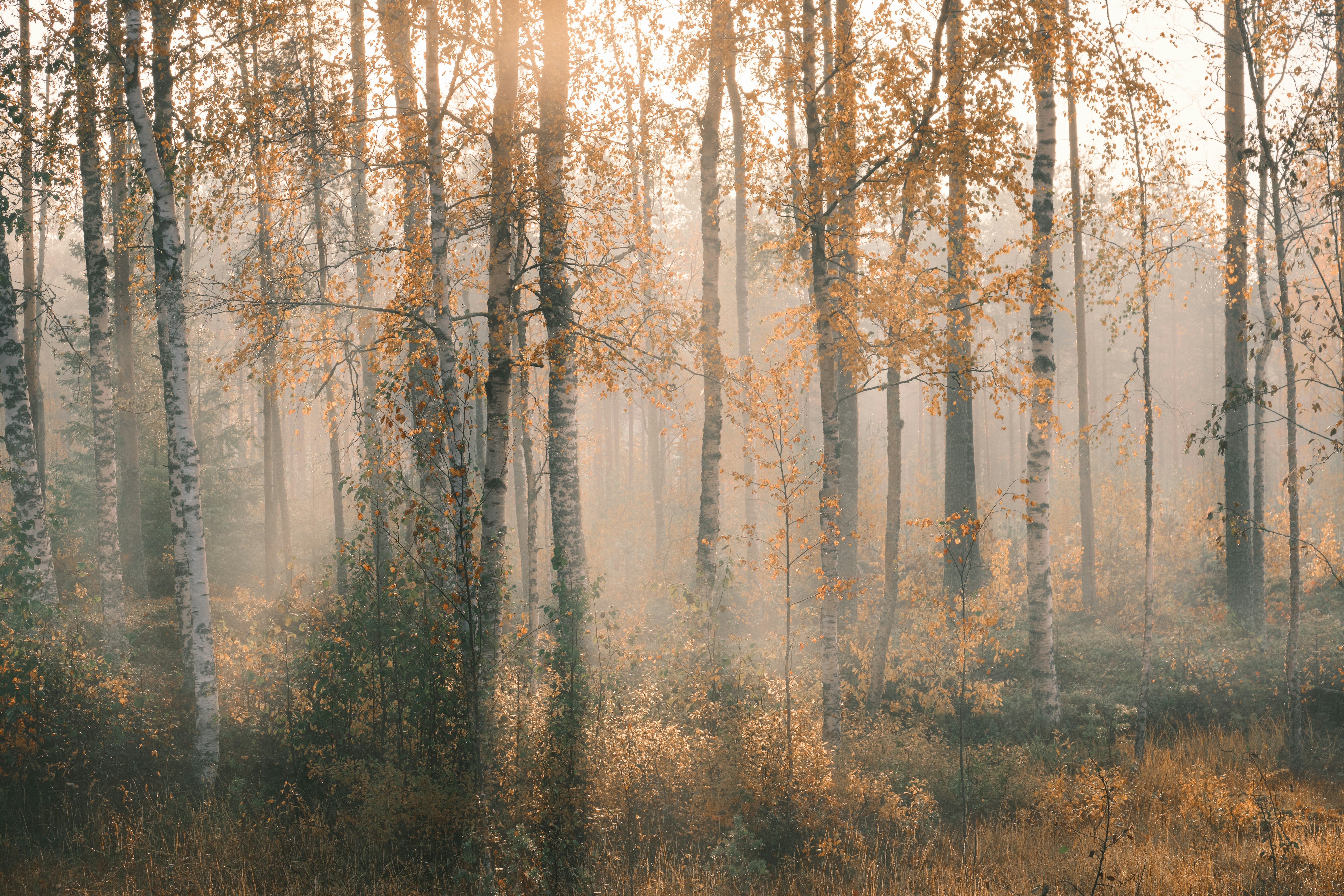 brown trees on brown field during daytime