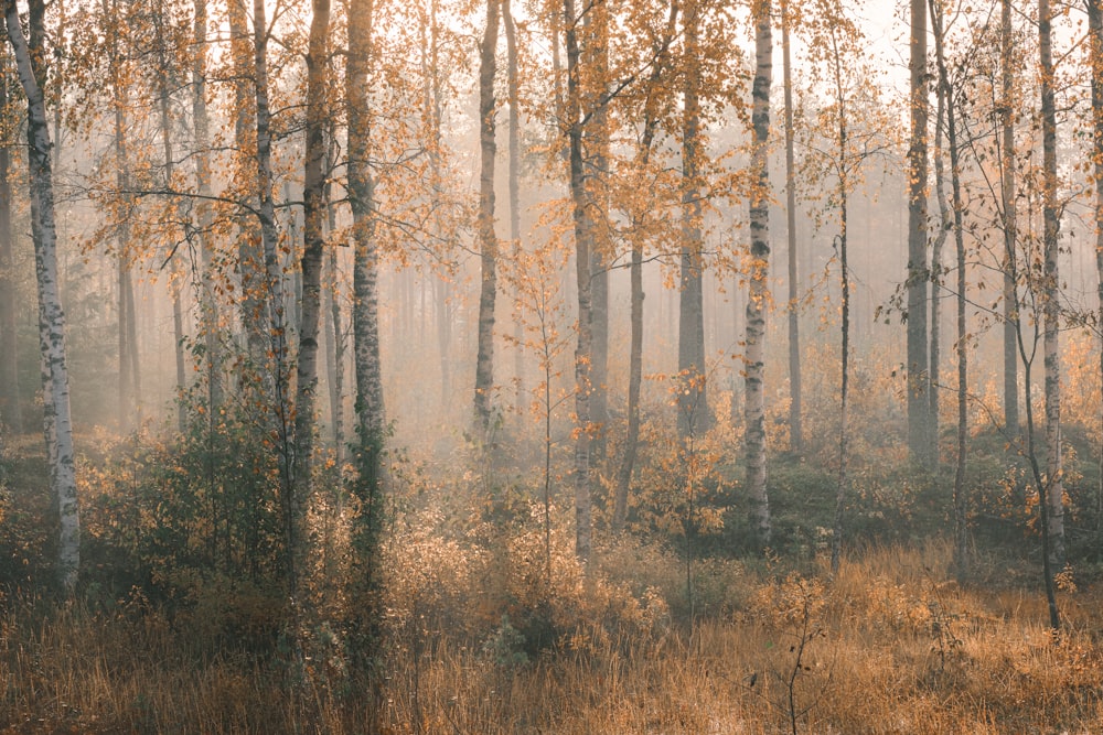 brown trees on brown grass field during daytime