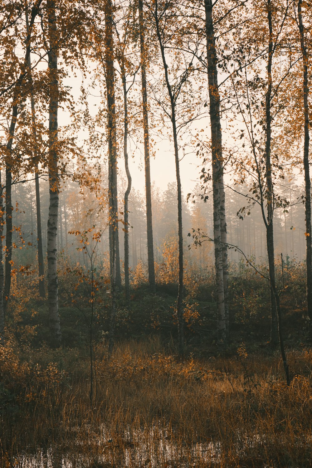 brown trees on green grass field during daytime