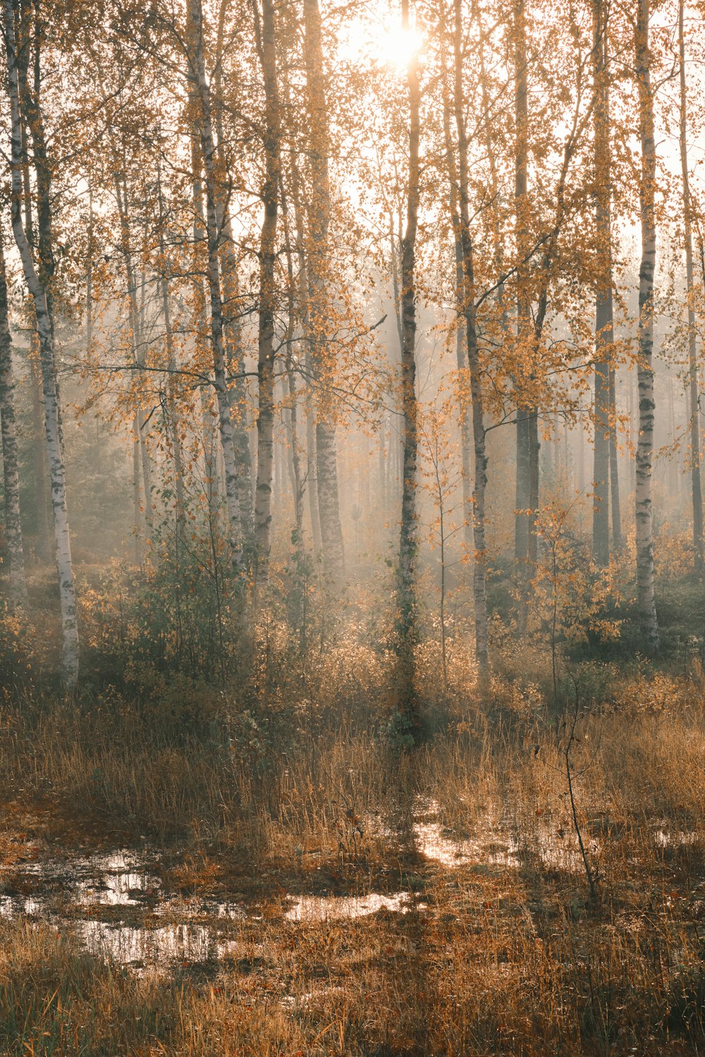 brown trees on brown grass field during daytime