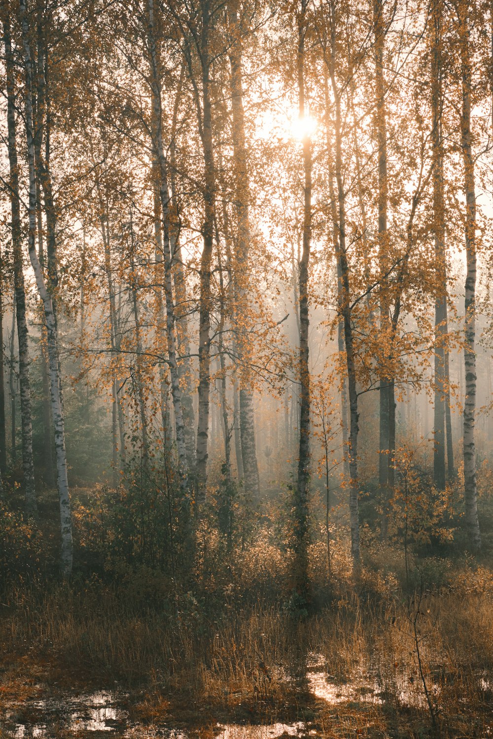 brown trees on forest during daytime