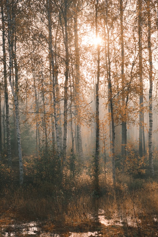 brown trees on forest during daytime in Seinäjoki Finland