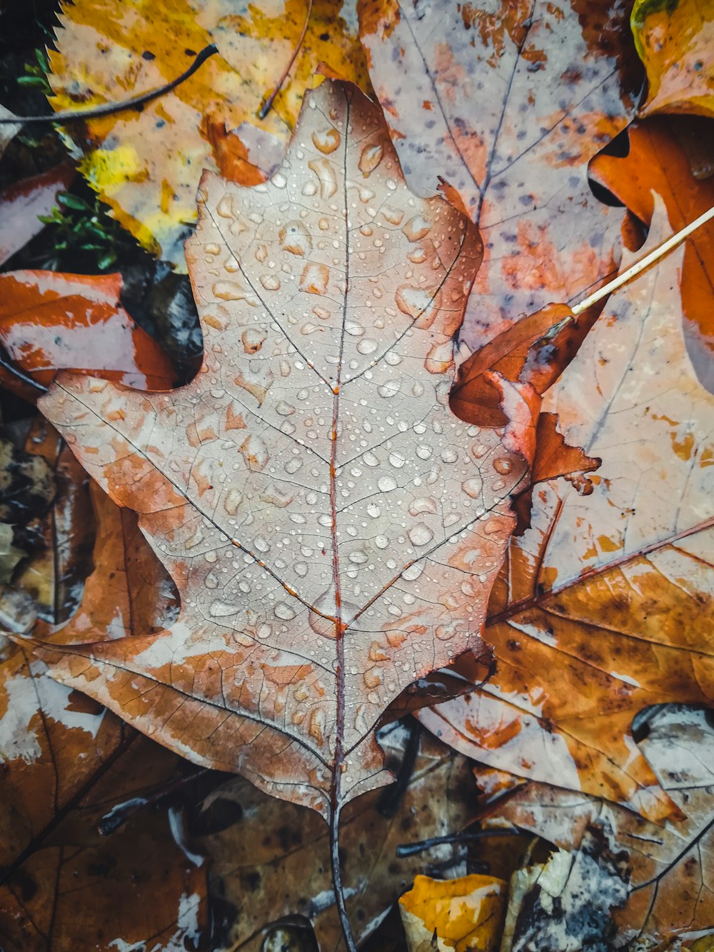 brown maple leaf on brown dried leaves