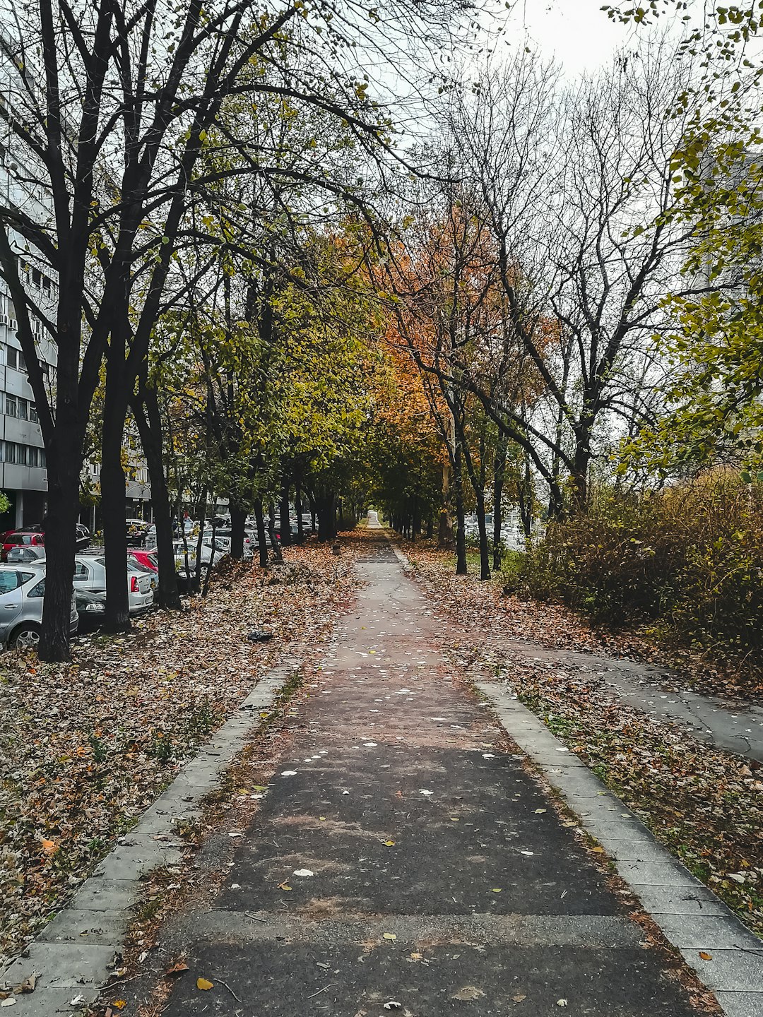 gray concrete road between trees during daytime