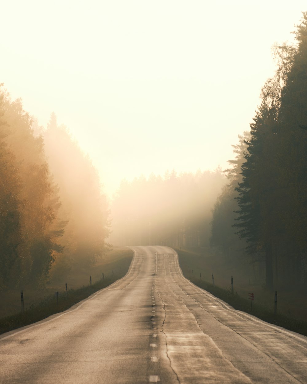 gray road between trees during daytime