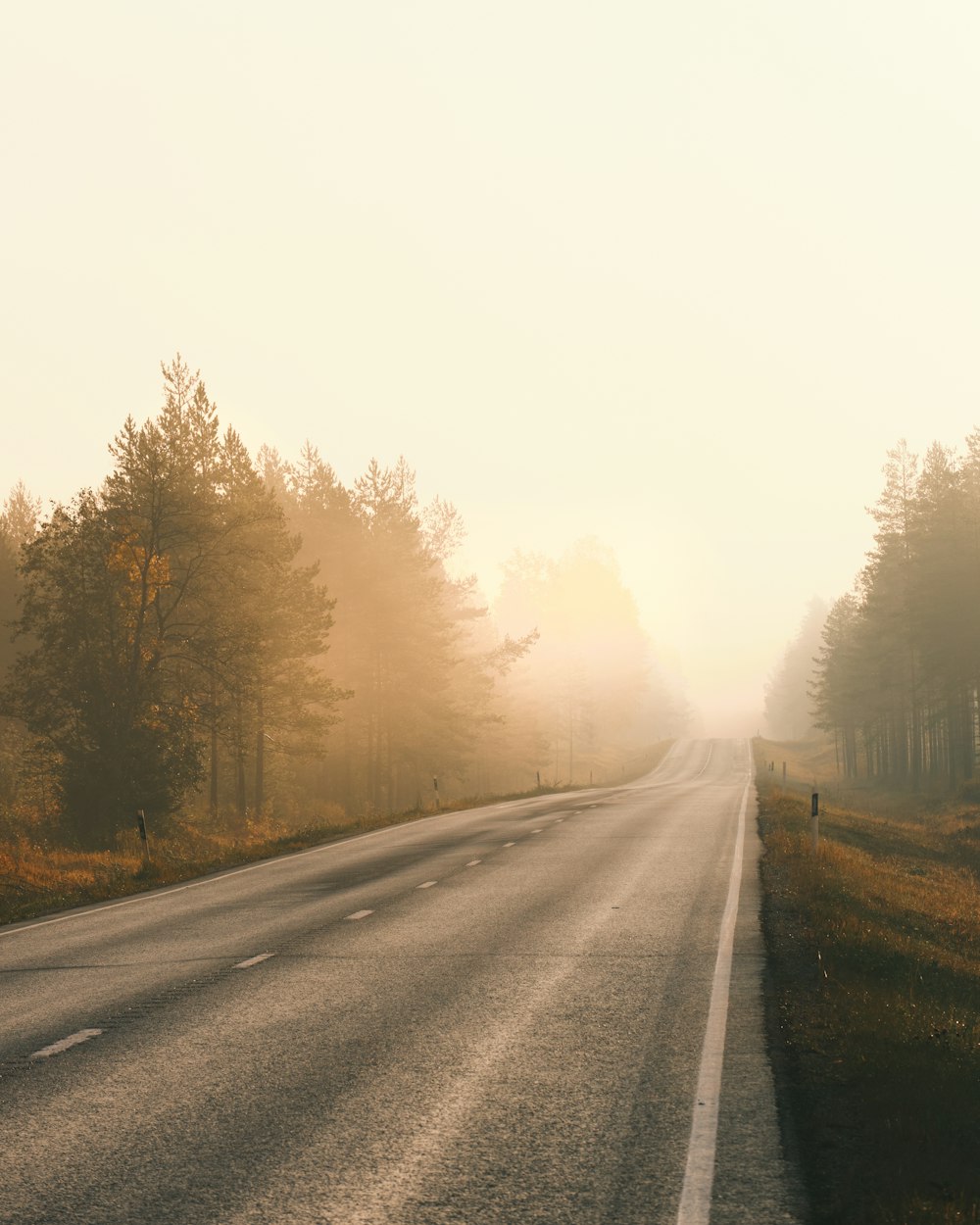 gray asphalt road between trees during daytime