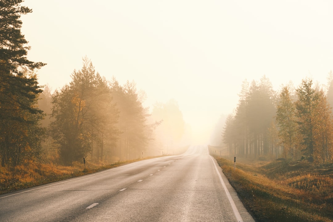 gray asphalt road between trees covered with fog during daytime