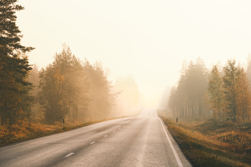 gray asphalt road between trees covered with fog during daytime