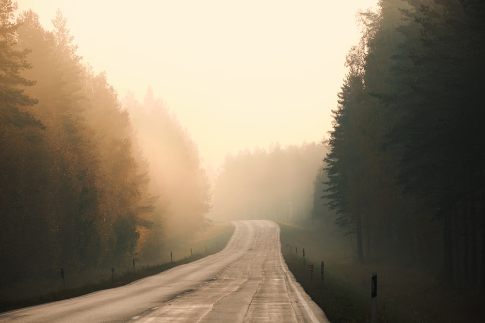 Graue Straße zwischen nebelbedeckten Bäumen