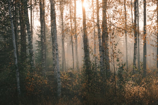 green trees on forest during daytime in Seinäjoki Finland